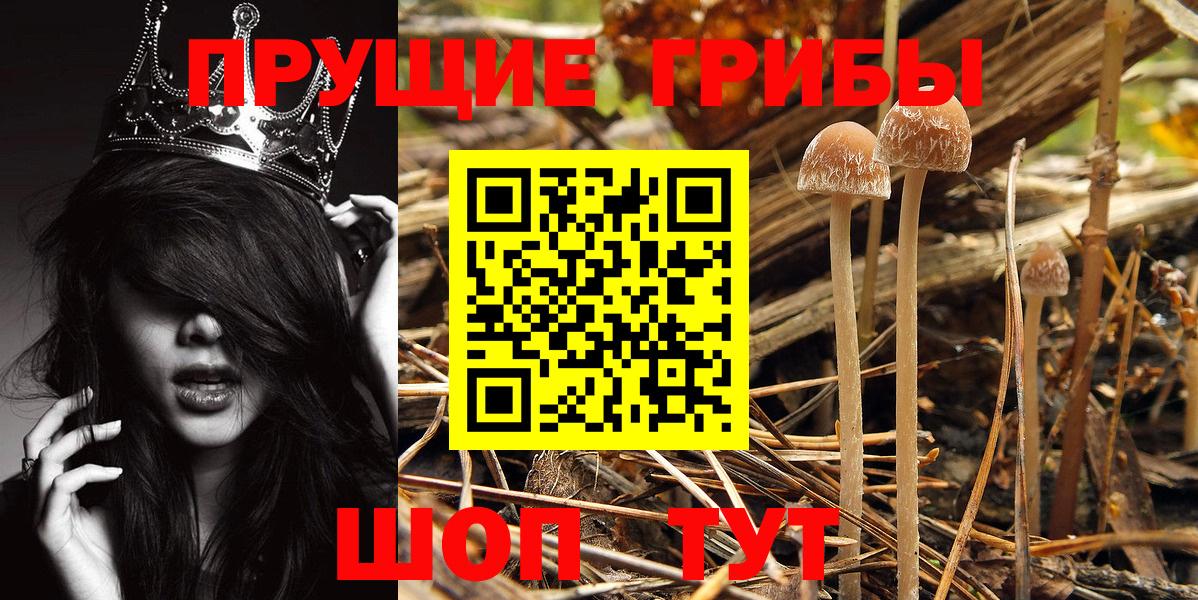 Новоалтайск  Псилоцибиновые грибы Psilocybine cubensis  Галлюциногенные грибы MAGIC MUSHROOMS  Вход с VPN 