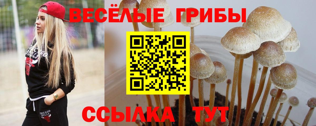Псилоцибиновые грибы GOLDEN TEACHER Новоалтайск